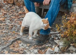 TRLJA LI SE MAČKA UZ VAŠE NOGE: Evo šta vam pokušava reći