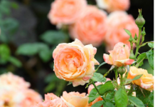 Razblažite u vodi i zalijte svoje ruže u aprilu: Doći će do bukvalne EKSPLOZIJE cvijeća!