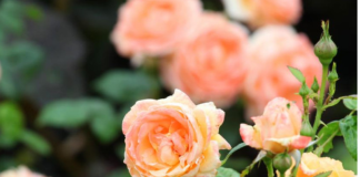 Razblažite u vodi i zalijte svoje ruže u aprilu: Doći će do bukvalne EKSPLOZIJE cvijeća!