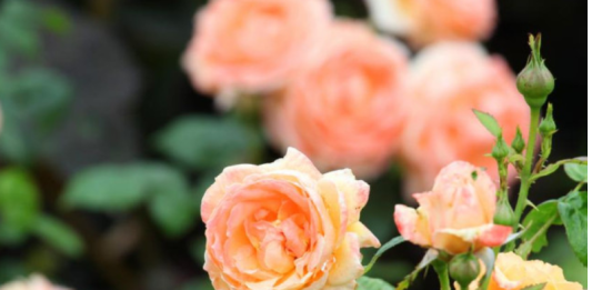 Razblažite u vodi i zalijte svoje ruže u aprilu: Doći će do bukvalne EKSPLOZIJE cvijeća!