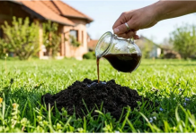 Krtice bježe od OVOGA: Jednu stvar stavite u rupu i travnjak je spašen!