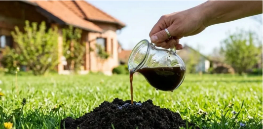 Krtice bježe od OVOGA: Jednu stvar stavite u rupu i travnjak je spašen!