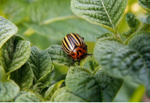 Ubacite ovo u zemlju kad sadite krompir: Zlatica će nestati prije nego što se pojavi!