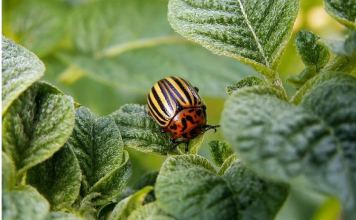 Ubacite ovo u zemlju kad sadite krompir: Zlatica će nestati prije nego što se pojavi!