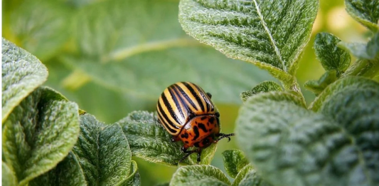 Ubacite ovo u zemlju kad sadite krompir: Zlatica će nestati prije nego što se pojavi!