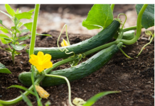 Ovo je tajna neprekidne berbe krastavaca – Samo pospite ovo po njima i braćete ih sve do jeseni