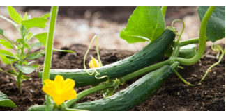 Ovo je tajna neprekidne berbe krastavaca – Samo pospite ovo po njima i braćete ih sve do jeseni