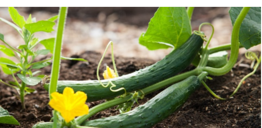 Ovo je tajna neprekidne berbe krastavaca – Samo pospite ovo po njima i braćete ih sve do jeseni