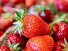 Ovo je najveća prevara sa jagodama: Ako vidite ovo na dnu gajbice, bježite od njih