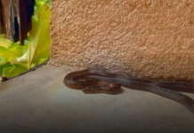 Ove stvari privlače zmije u vaše dvorište, odmah ih se riješite!