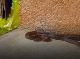 Ove stvari privlače zmije u vaše dvorište, odmah ih se riješite!