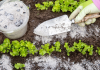 Ovaj prirodni dodatak zemlji mnogi stavljaju poslije kiše: Kažu da biljke mnogo brže ojačaju