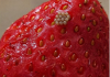 Potopila sam svoje jagode u slanu vodu i videla ove bele crviće kako izlaze. Da li da ih jednostavno bacim?????